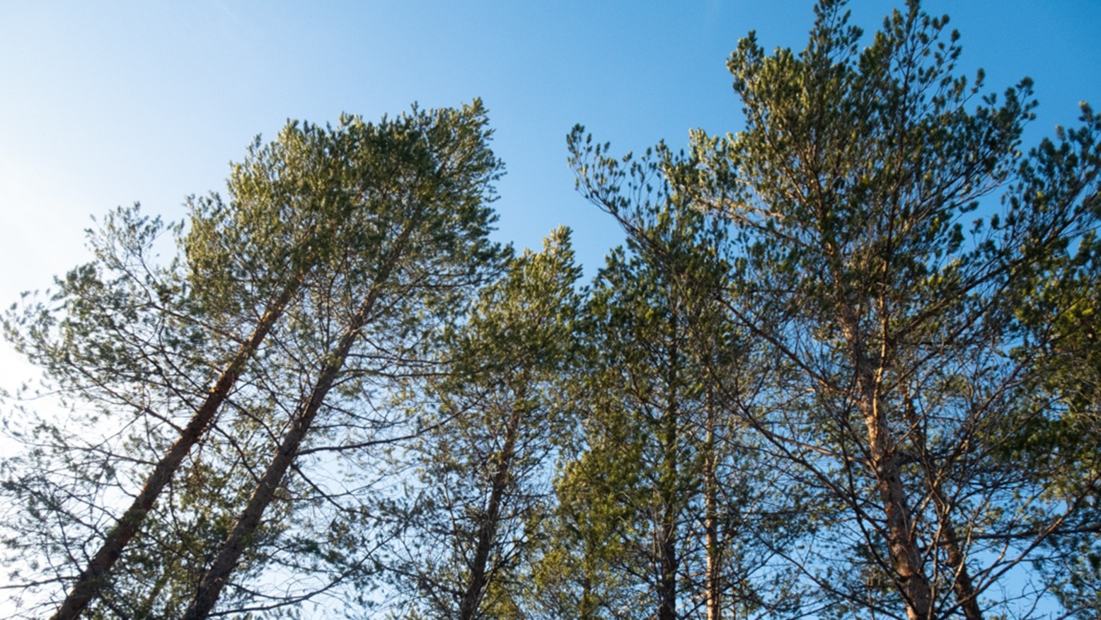 Hva er ditt forhold til skogen?
